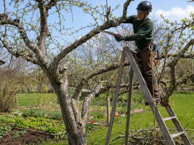 Climber pruning side branches off a tall tree in a backyard