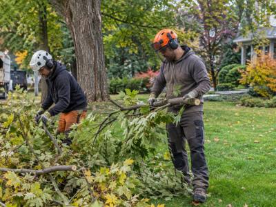 Tree trimming in progress with a worker high up in the canopy