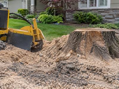 Stump grinding machine chewing through a stump in a yard