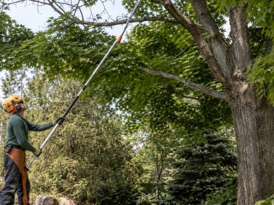 Dead branches being removed from the crown of a yard tree