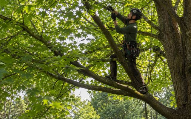 Arborist standing on a branch while thinning out a crowded crown
