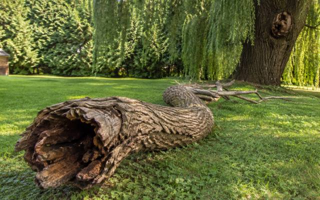Hollow dead branch cut from a tree showing decay inside the wood