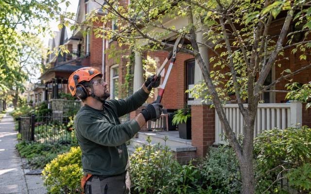 Climber making pruning cuts in the upper canopy of a leafy yard tree