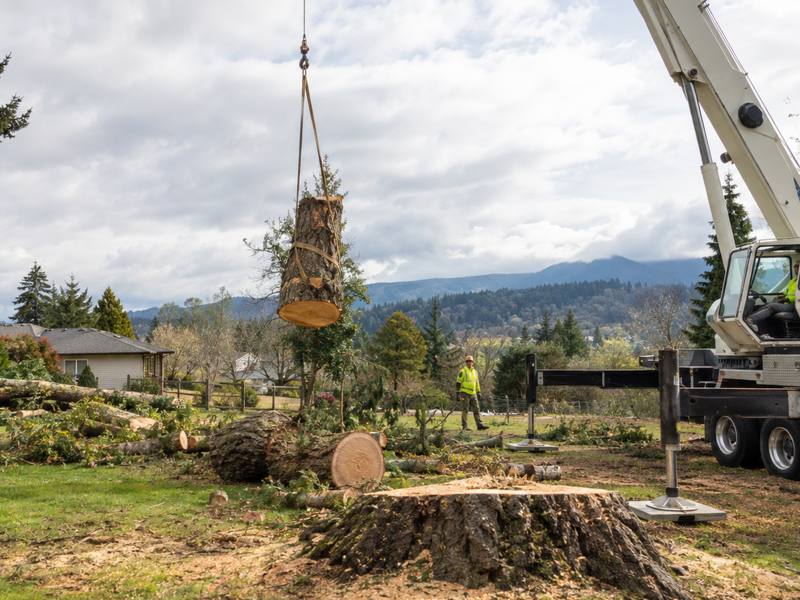 Crew cutting down a tree in sections on a residential property